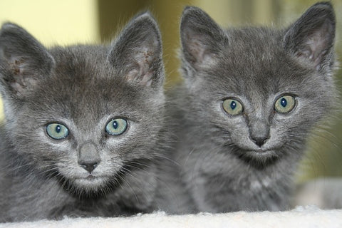 Russian Blue