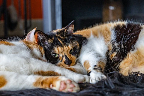 two calico cats