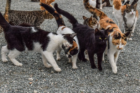 group of cats