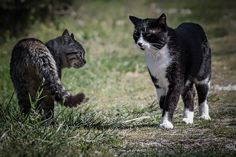 non-recognition aggression in cats