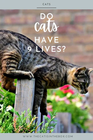 Do cats have 9 lives - Pinterest-friendly pin