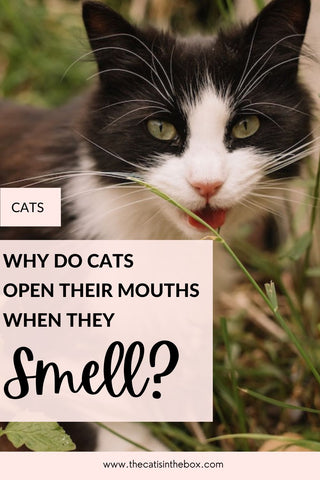 why do cats open their mouths when they smell?