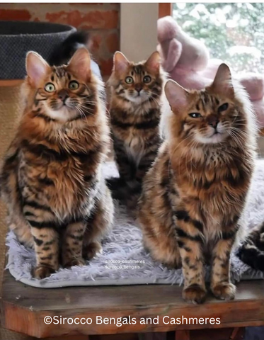 Sirocco Bengals and Cashmeres