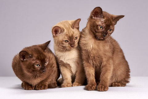 sable burmese cat