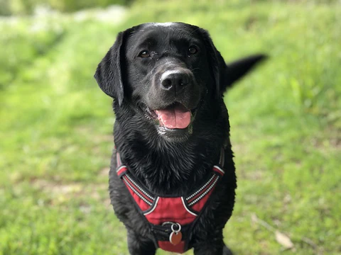 black labrador wagging his tail