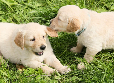 two puppies