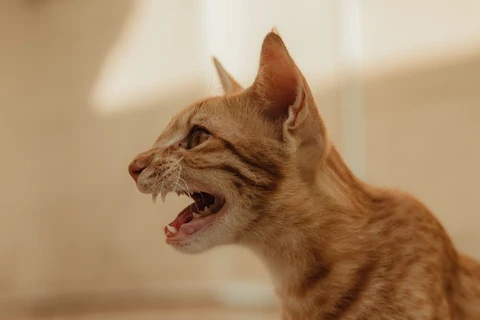 growling orange cat