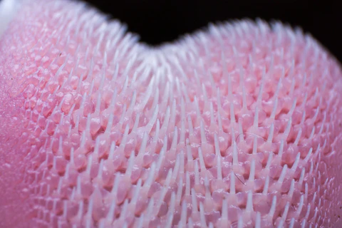 close up of a cat tongue