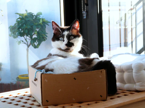 cat in a box