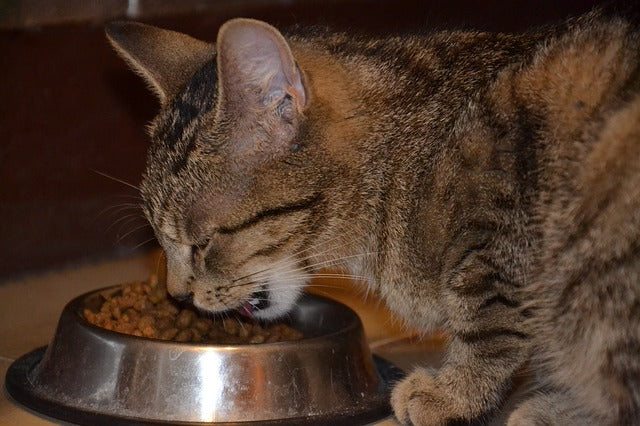 cat eating kibble out of a bowl