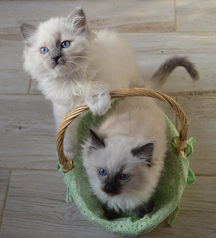 two Ragdoll kittens in a green basket