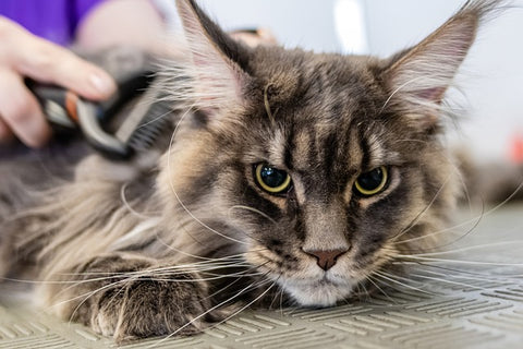 grooming a cat