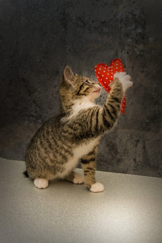 cat and heart