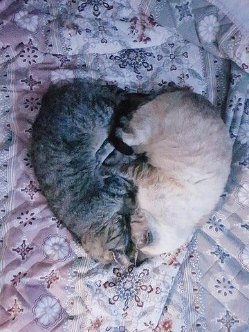 two cats shaped like a heart