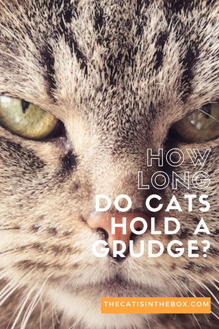 how long do cats hold a grudge - pinterest-friendly pin