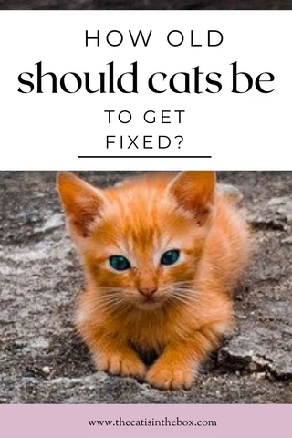 How old should cats be to get fixed? Pinterest-friendly pin