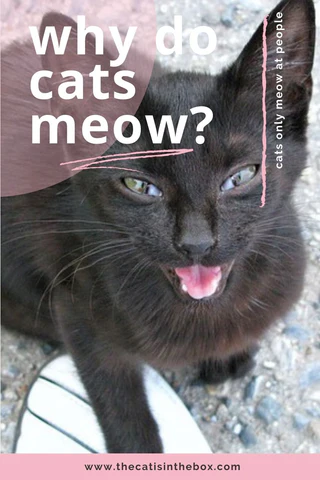 Why do cats meow? Pinterest-friendly pin