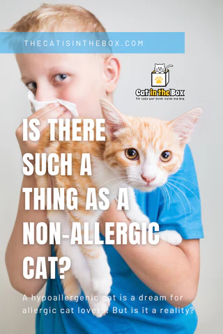 Is there such a thing as an allergy-free cat? Pinterest-friendly pin