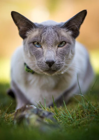 Siamese cat