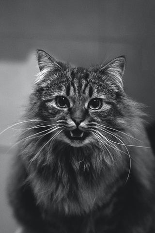 black and white photo of a long haired cat growling