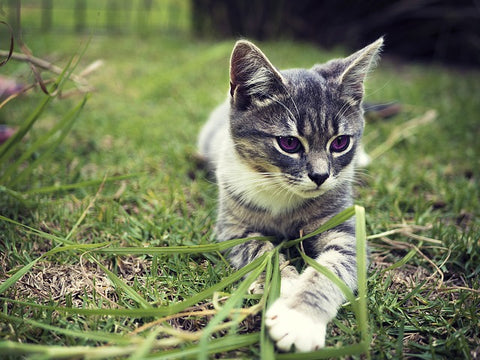 cat playing in grass