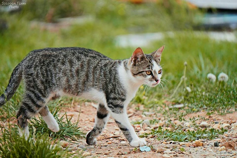 spotted tabby