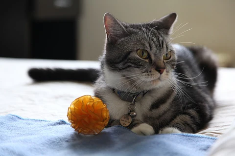 cat and orange ball toy