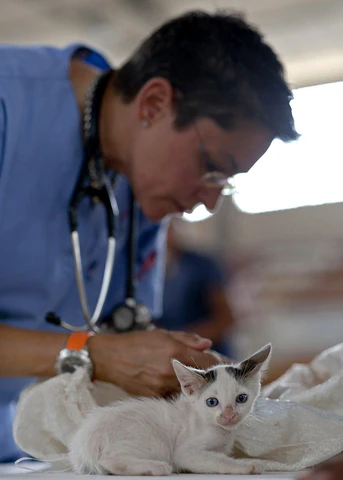 veterinarian with kitten