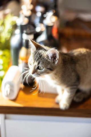 cat on counter