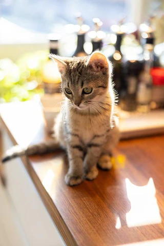 kitten on counter