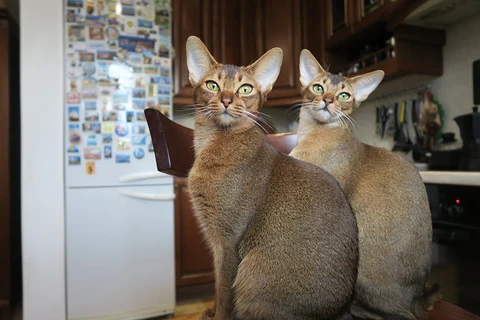 2 abyssinian cats