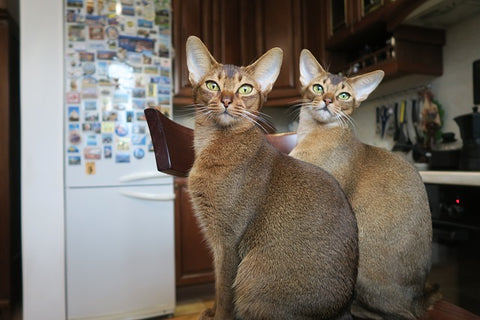 agouti abyssinian cats
