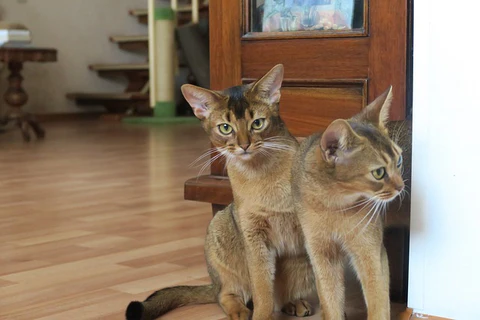 Abyssinian kittens