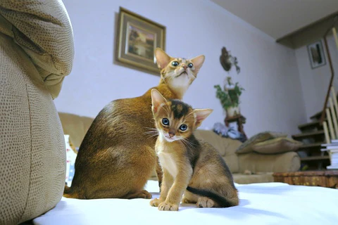 Abyssinian kittens