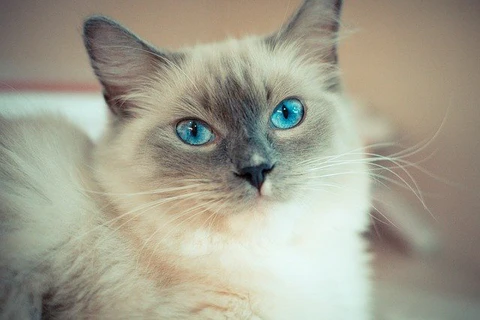 Ragdoll cat