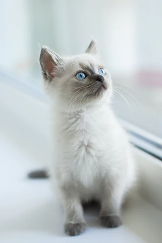 siamese kitten