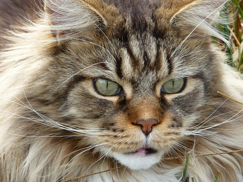 Maine Coon