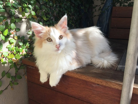 Norwegian Forest Cat