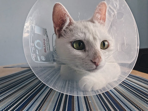 cat wearing cone