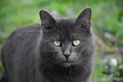 gray cat