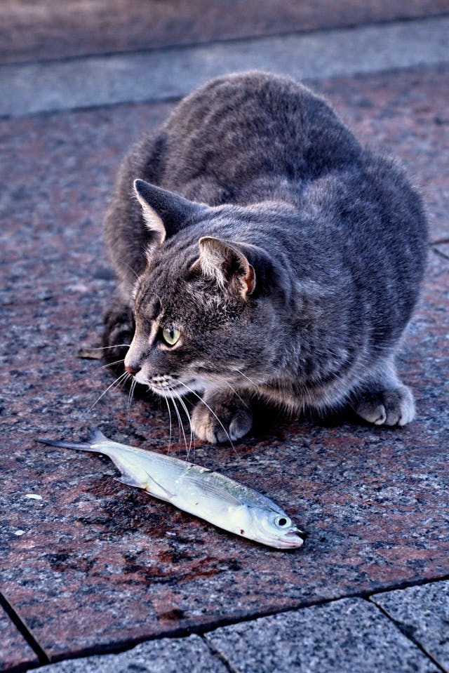 cat with fish