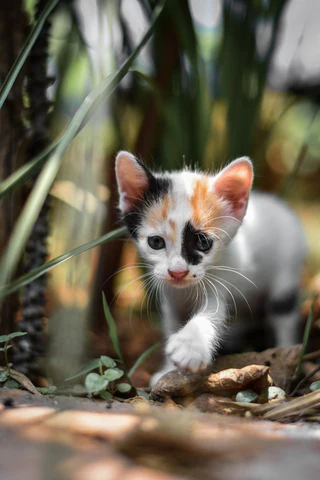 calico kitten