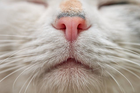 cat nose and mouth