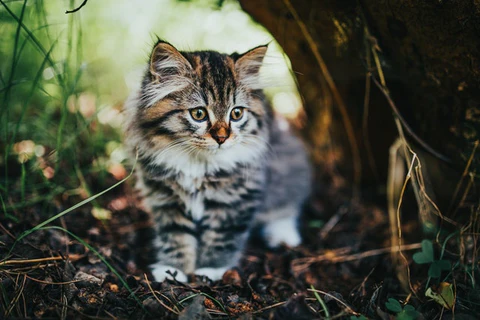 striped kitten