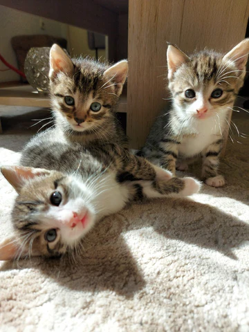 kittens