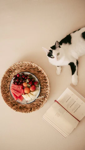 cat with fruit