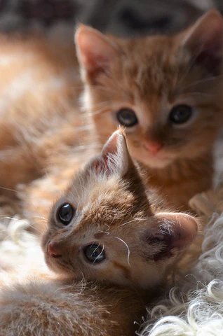 kittens