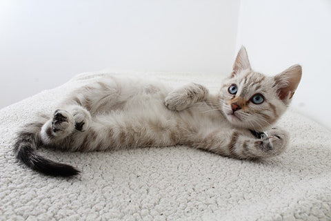 striped kitten on a cream rug