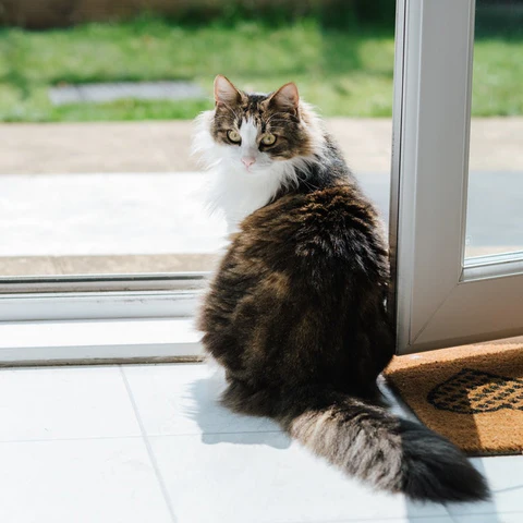 cat at door