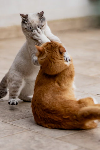 non-recognition aggression in cats